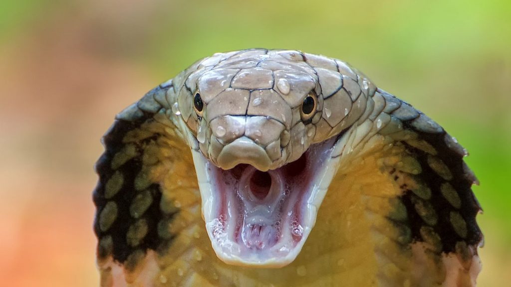 Cobra Kai is terug met seizoen 5